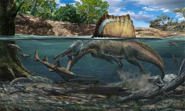 Así logró cazar bajo el agua el ‘Spinosaurus’: el dinosaurio carnívoro más grande del mundo