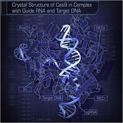 Cas9