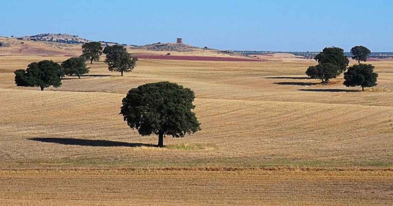 Estructura de la obra: Cuadernos de la Mancha”