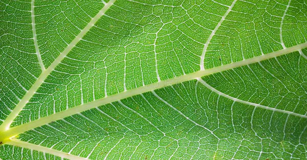 El árbol que fabrica luz