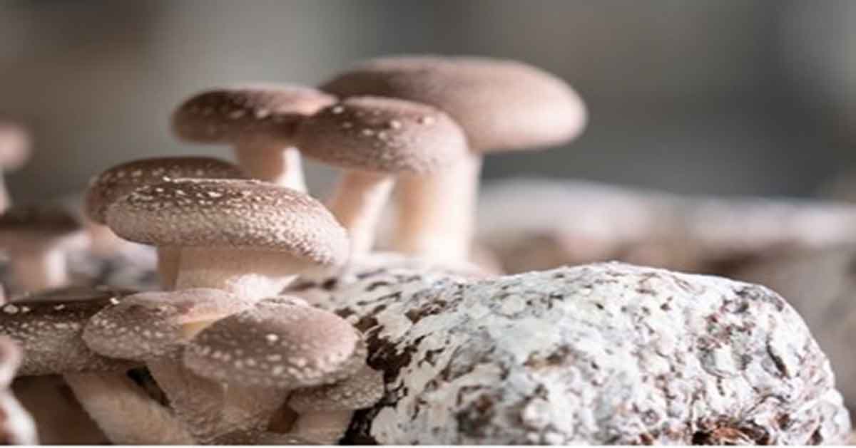 El mundo que vive bajo tus pies. Los hongos: arquitectos invisibles del planeta